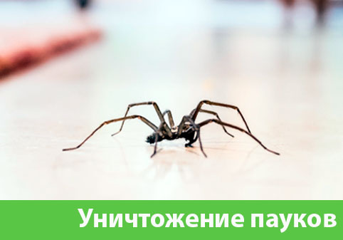 Избавиться от пауков в городе Озёрск