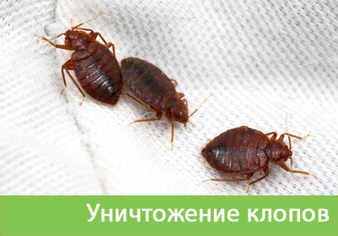 Уничтожение клопов в городе Озёрск