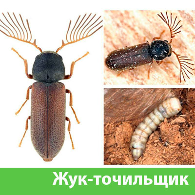 Уничтожение точильщика и личинок в Озёрске